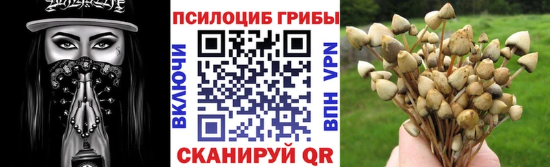 Галлюциногенные грибы Psilocybine cubensis  Купить где  Пучеж 